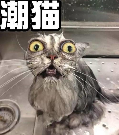 猫神被爆料黑历史视频,揭秘网络红人的真实面目 第2张 猫神被爆料黑历史视频,揭秘网络红人的真实面目 第2张